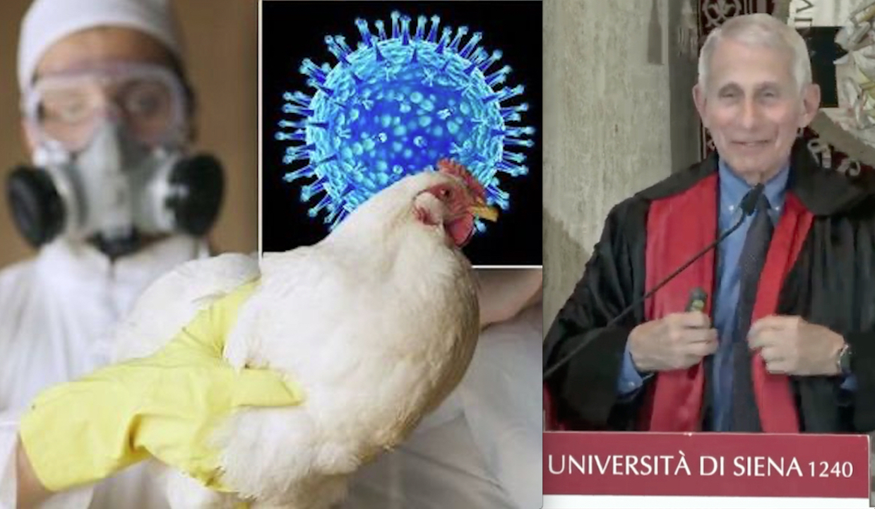 INFLUENZA AVIARIA DA LABORATORIO – 5. Torna il Mantra dei Virologi su “Vigile Attesa e Vaccini”. Per il Virus H5N1 costruito da Fauci in Italia